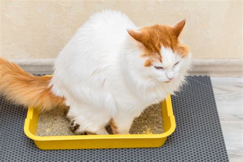 my cat is leaking poop|Why Is My Catʼs Anus Leaking Poop – [Vet Explains Pets]